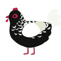 A black and white chicken with a half-lace pattern