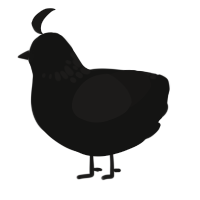 A black and sable chicken with a neck-speckle pattern