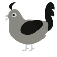 Chicken, a ash and black chicken