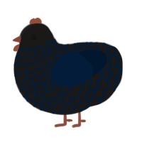 cant see me, a sable and tumblr chicken with a lace pattern