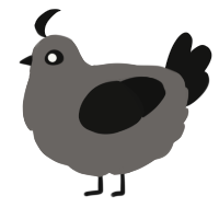 A grey and black chicken