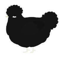 A black chicken with a double-lace pattern