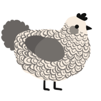 London Fog, a cream and grey chicken with a double-lace pattern