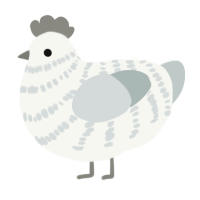 Sated, a white and silver chicken with a bar pattern