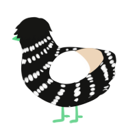 A black and cream chicken with a bar pattern