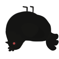 Mothman, a black chicken with a head pattern