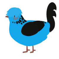 A sky and black chicken with a neck-speckle pattern