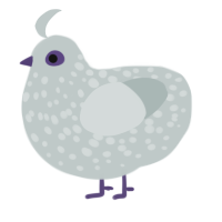 Alle, a silver chicken with a speckle pattern