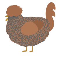 A grey and brown chicken with a double-lace pattern