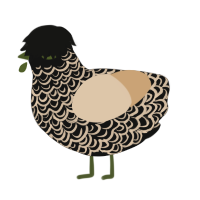 A black and beige chicken with a double-lace pattern