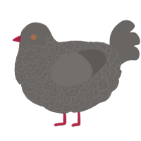 A grey chicken with a double-lace pattern