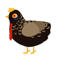 Hypnotize, a black and grey chicken with a half-lace pattern