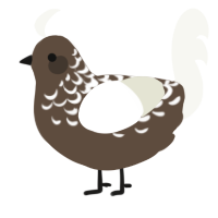 A bark and white chicken with a half-lace pattern