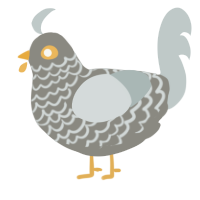 Pigeon, a ash and silver chicken with a lace pattern