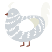 A mist and white chicken with a bar pattern
