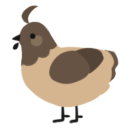A beige and bark chicken with a head pattern