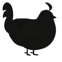 A black chicken with a half-lace pattern