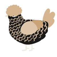 A sable and beige chicken with a lace pattern