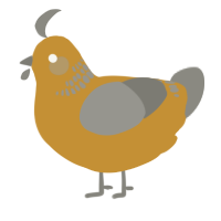 A gold and ash chicken with a neck-band pattern
