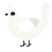 A white chicken with a half-bar pattern