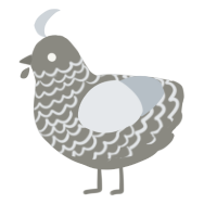 A ash and mist chicken with a lace pattern