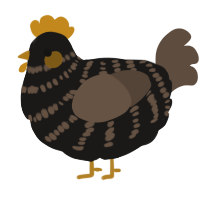 A sable and bark chicken with a bar pattern