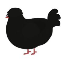 VOID, a black chicken with a speckle pattern