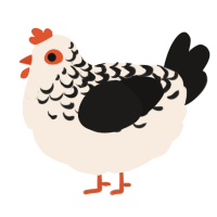 A cream and sable chicken with a half-lace pattern