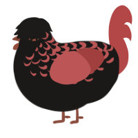 A sable and red chicken with a half-lace pattern