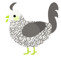Curio, a white and grey chicken with a double-lace pattern