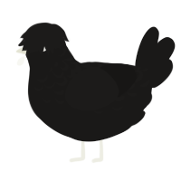 Full Moon, a sable chicken with a half-lace pattern