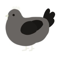 Grey egg, a grey and sable chicken