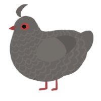 A grey chicken with a lace pattern