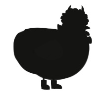 A black chicken