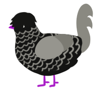 A black and ash chicken with a lace pattern