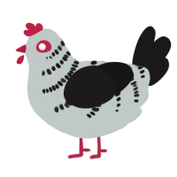 A silver and sable chicken with a half-bar pattern