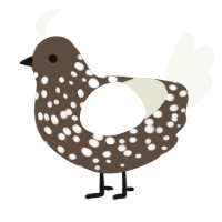 A bark and white chicken with a speckle pattern