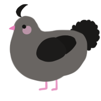 A grey and sable chicken