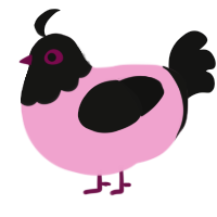 Black Lady, a pink and black chicken with a head pattern