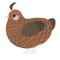 A brown and bark chicken with a lace pattern