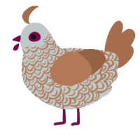 A silver and brown chicken with a double-lace pattern