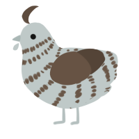 A silver and bark chicken with a bar pattern