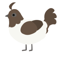 A white and bark chicken with a head pattern