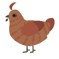 A brown and russet chicken with a bar pattern