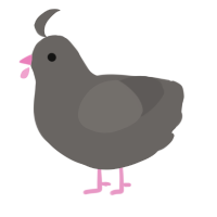 Pidge, a grey chicken