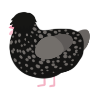 A black and grey chicken with a speckle pattern