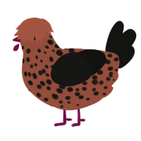 Sesame Macaron, a russet and black chicken with a speckle pattern