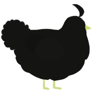 A black chicken