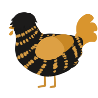 A sable and orange chicken with a bar pattern