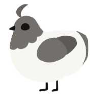 Chimken, a white and grey chicken with a head pattern